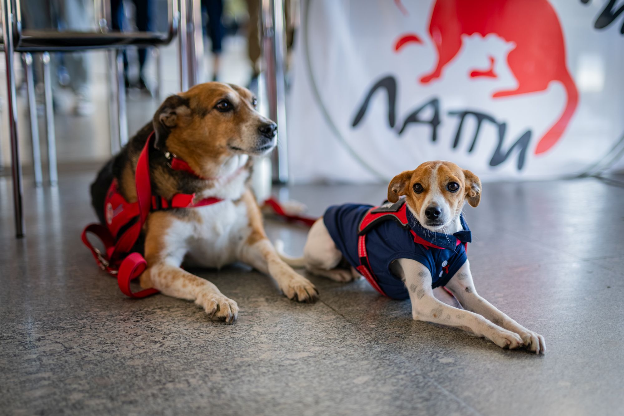 Four paws-1078.jpg