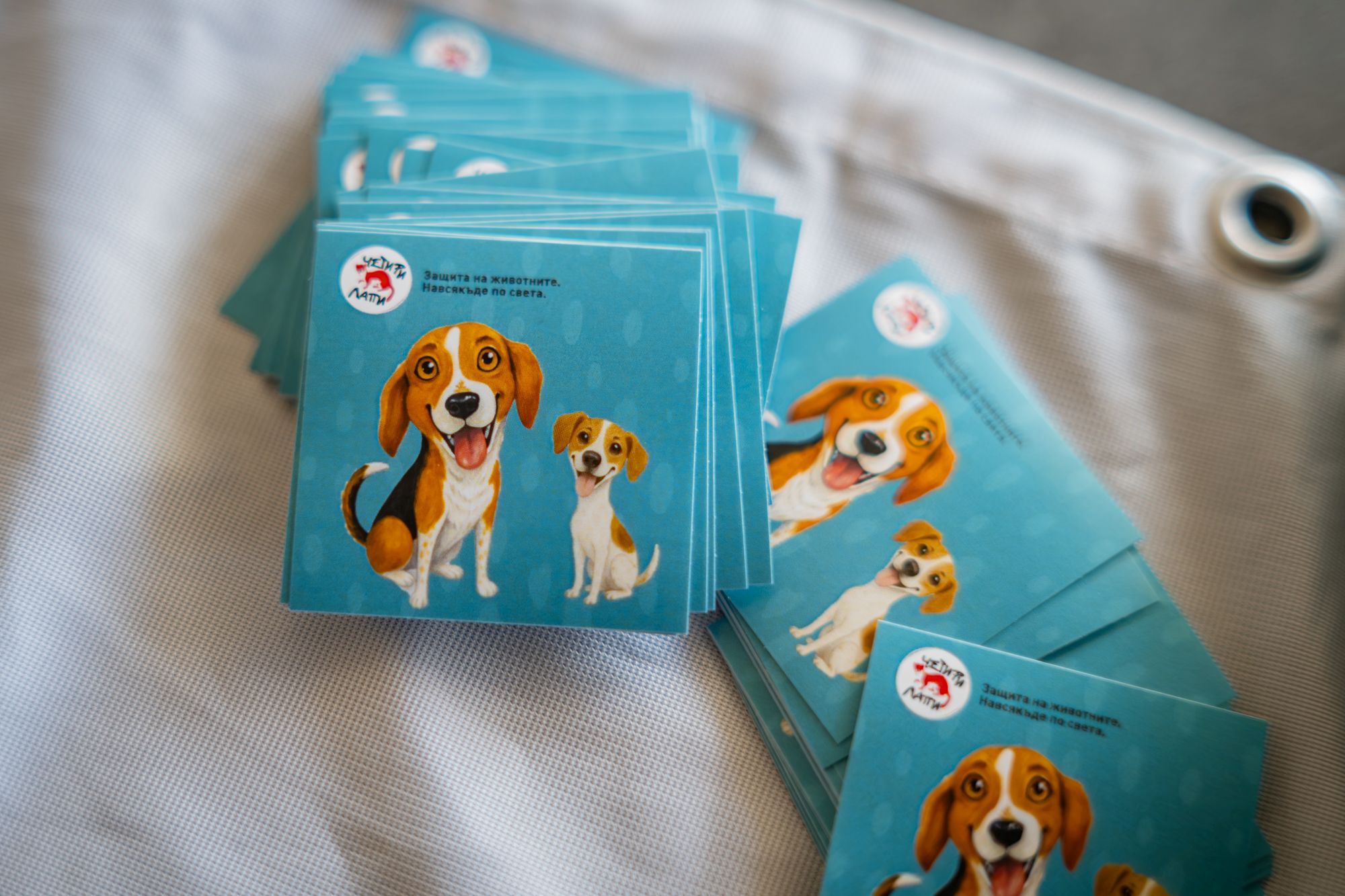 Four paws-1171.jpg